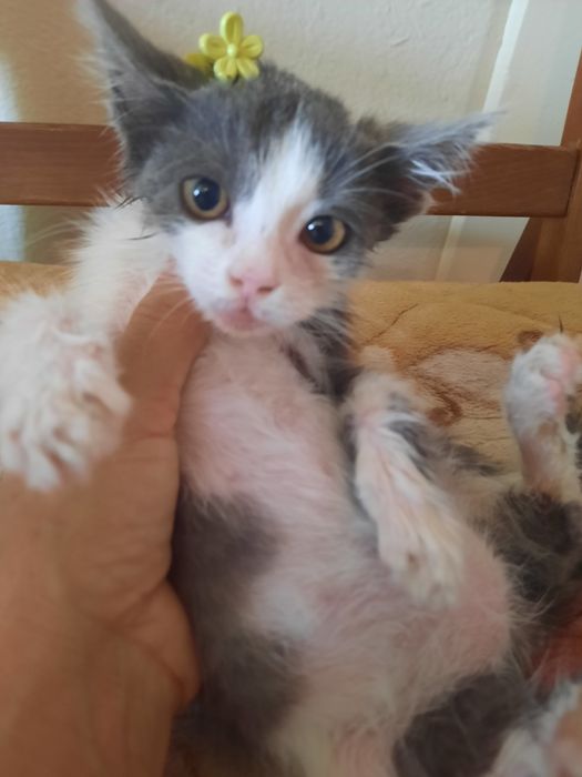 Котенок домашний девочка