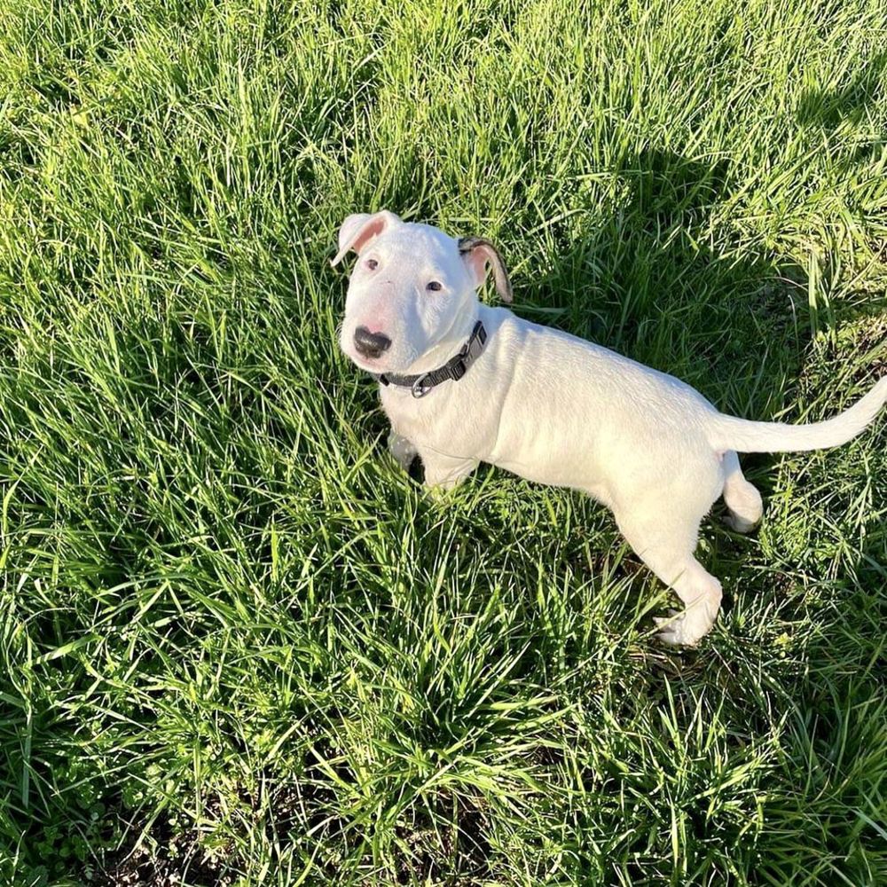 Bull Terrier, carnet sanatate, vaccinat, deparazitat.