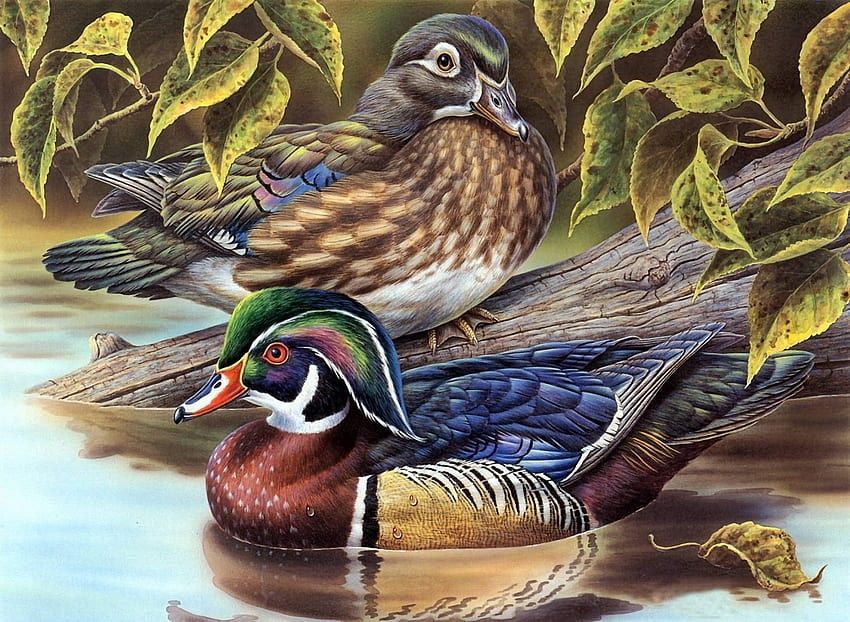 Favorit, Pekin, Agidel, Урдак тухуми бор