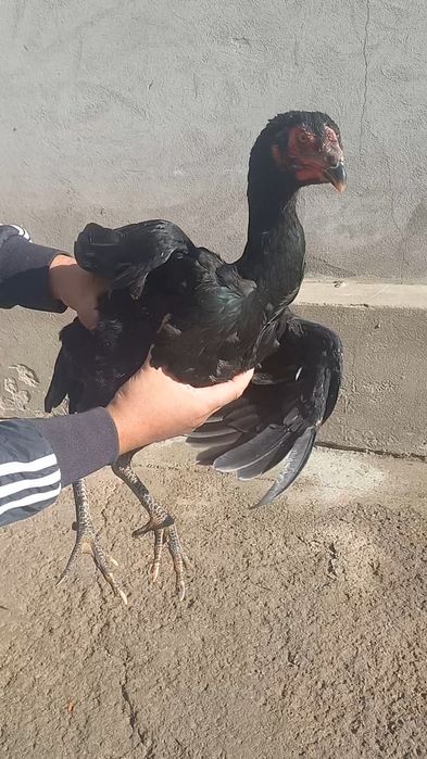 Жужа товук гирраааш зуридан.