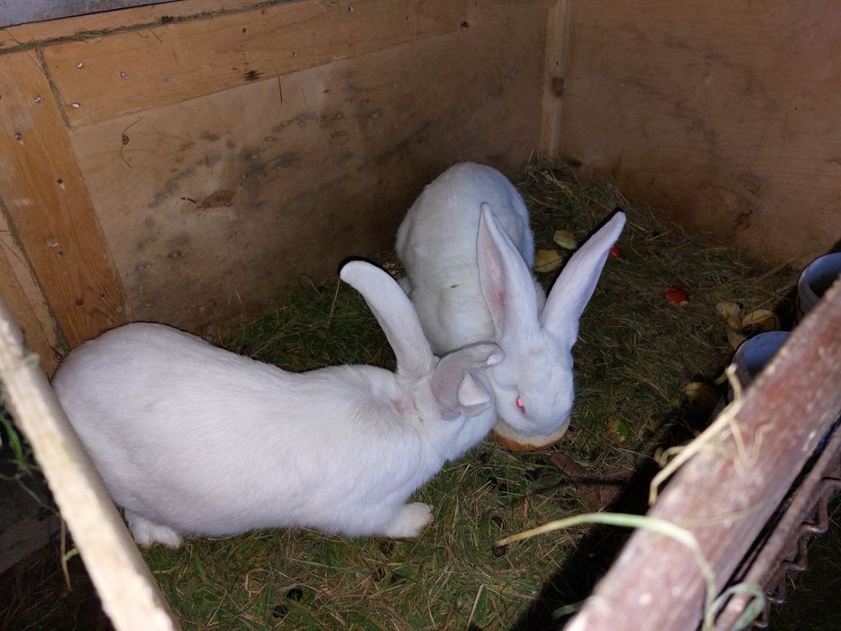 Vând iepuri uriași belgieni!