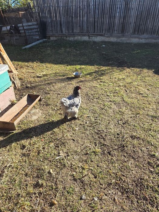 Gaini Brahma de vanzare