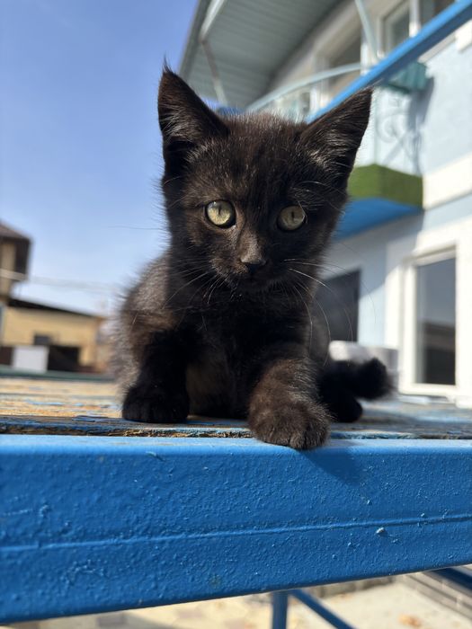 Отдам котят в хорошие руки