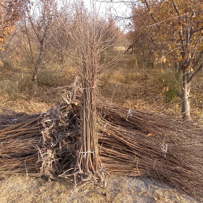 Yashil makon uchun gilos koʻchatlari