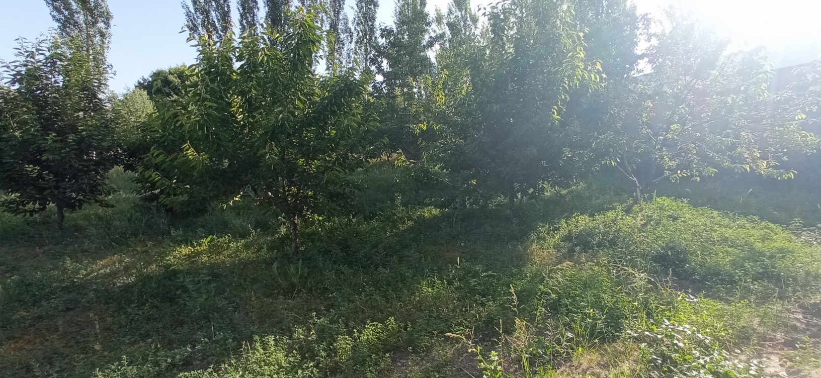 Дача учун ер сотилади 6 тотик гилос нок терак дарахтлари бор.