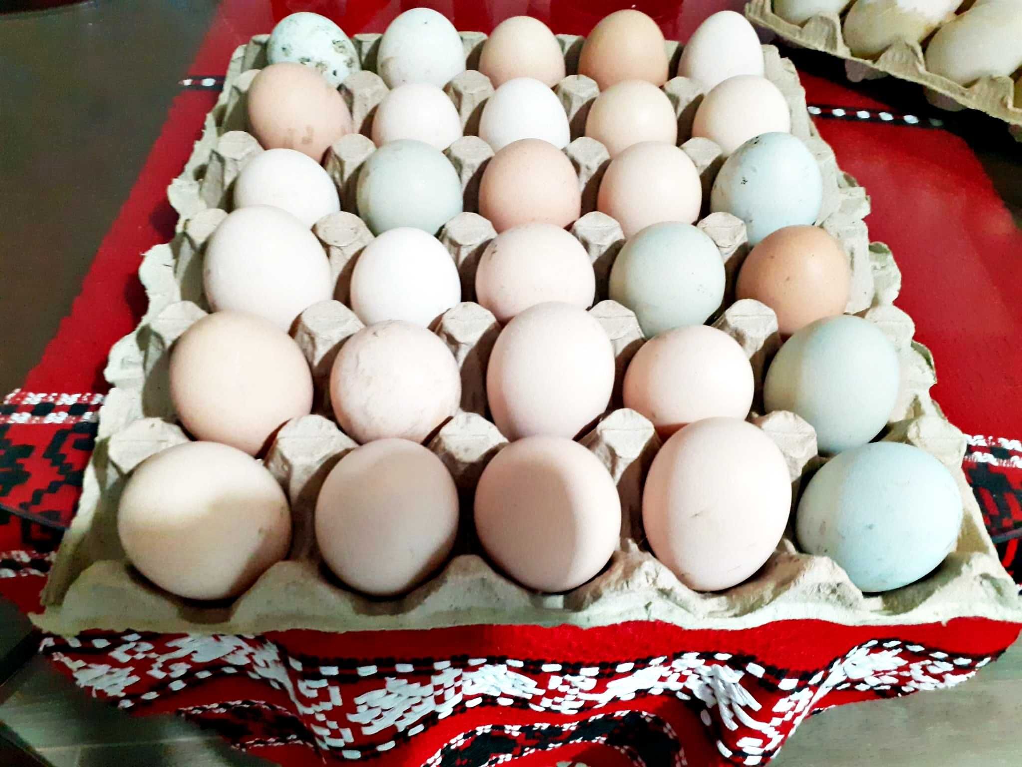 Ouă găină Iitaliana New Hampshire Oua Verzi Rata Leseasca - Romaneasca