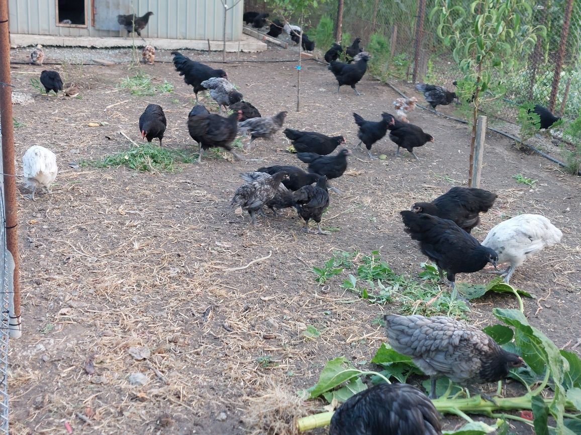 Australorp și cochinchina pitic