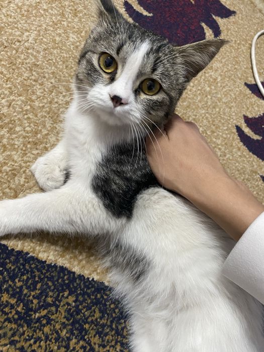 Отдаем кота 3-4 месячного