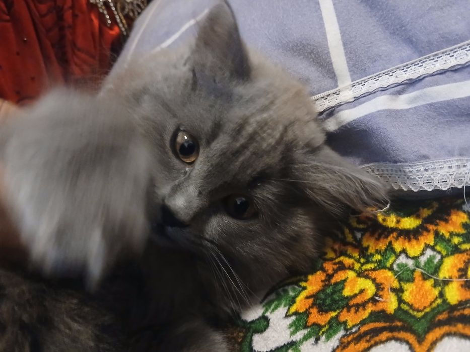 Mushuk British Longhair