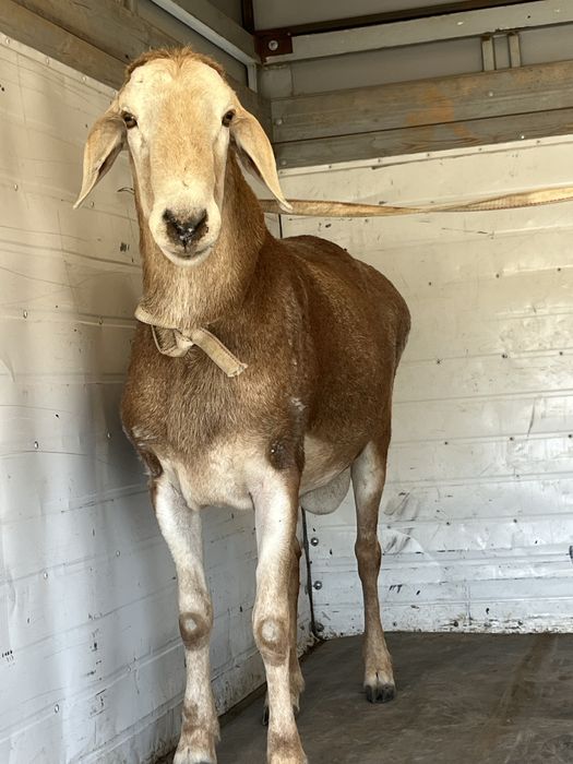 арашан кошкар сатылады.