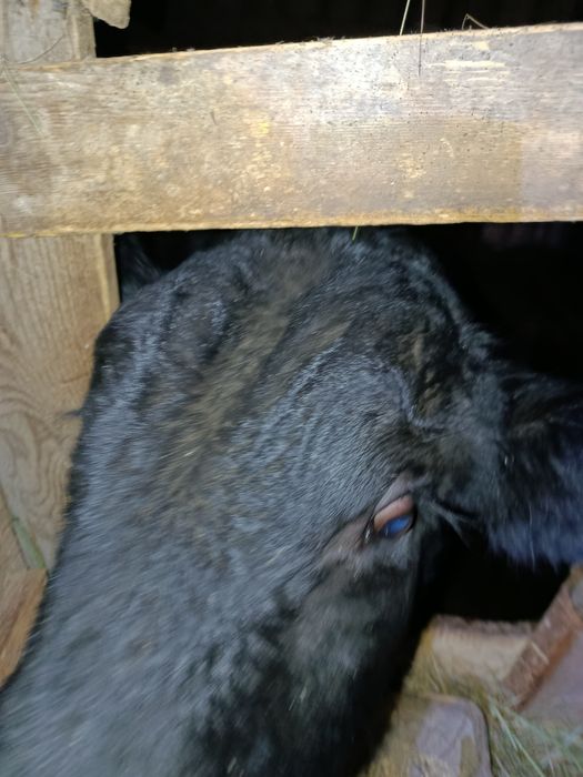 Продам бычка Ангус черный 500к