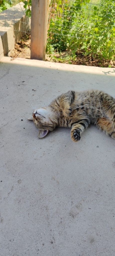 Отдам кошечку, котика