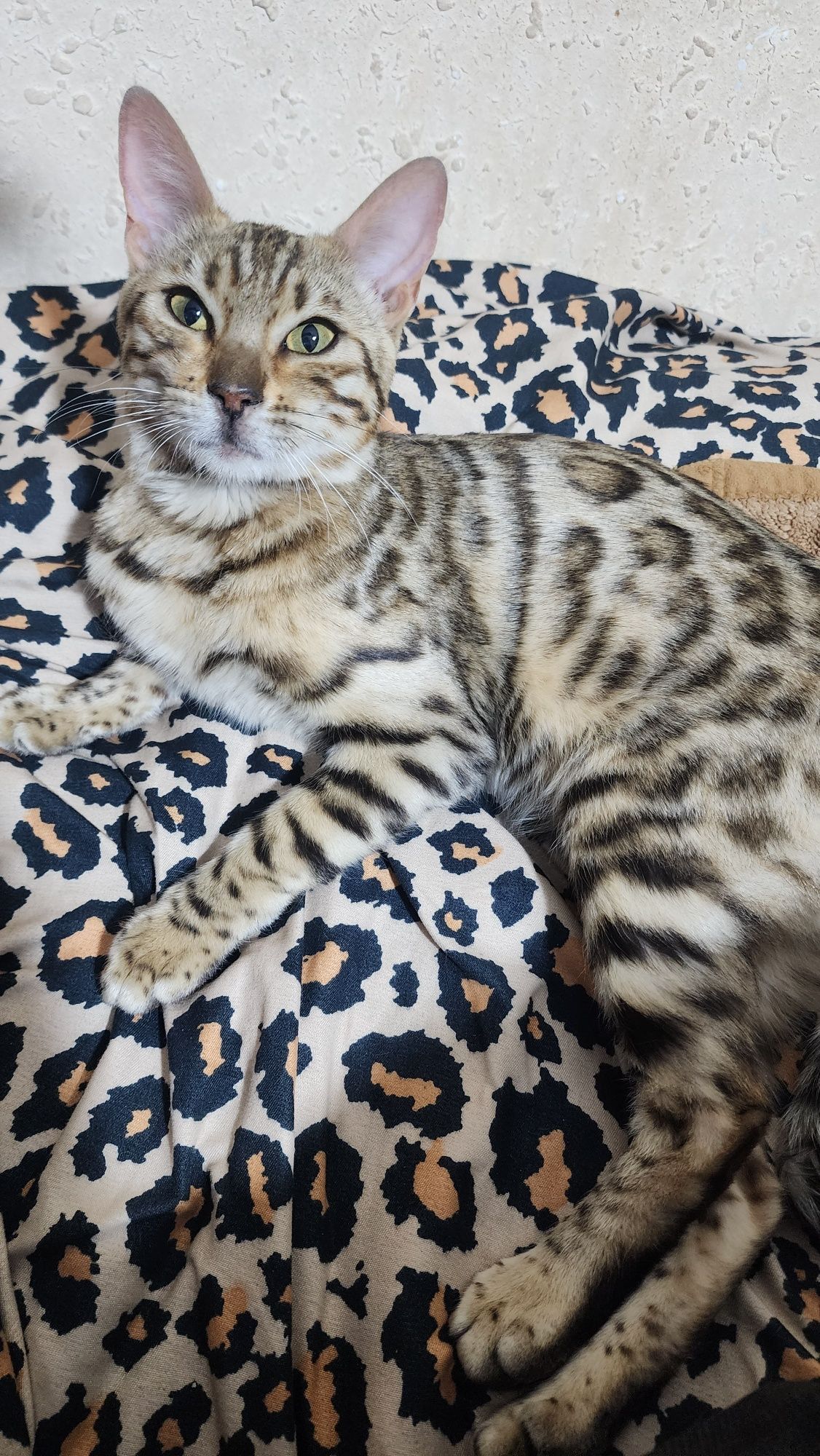 Bengal mushugi..