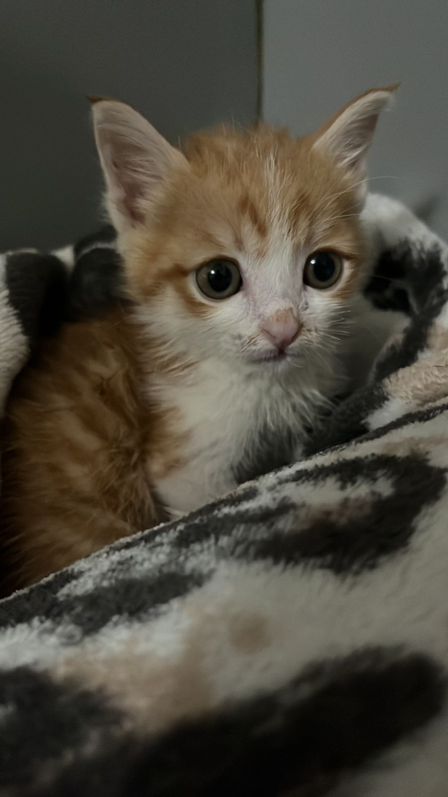 Отдается котенок в добрые руки