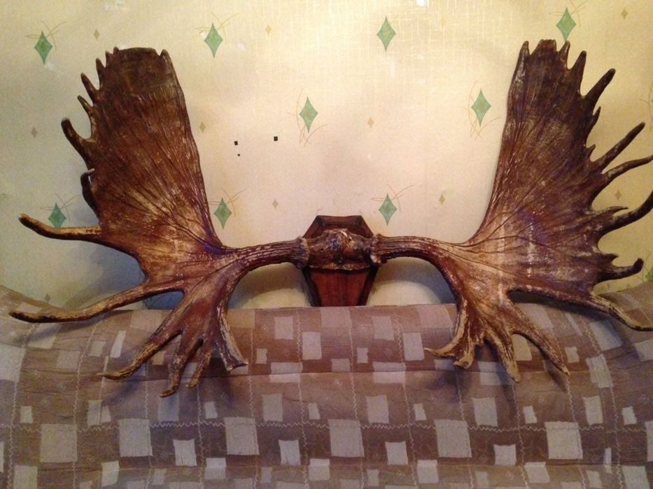 Продам рога Лося без головы