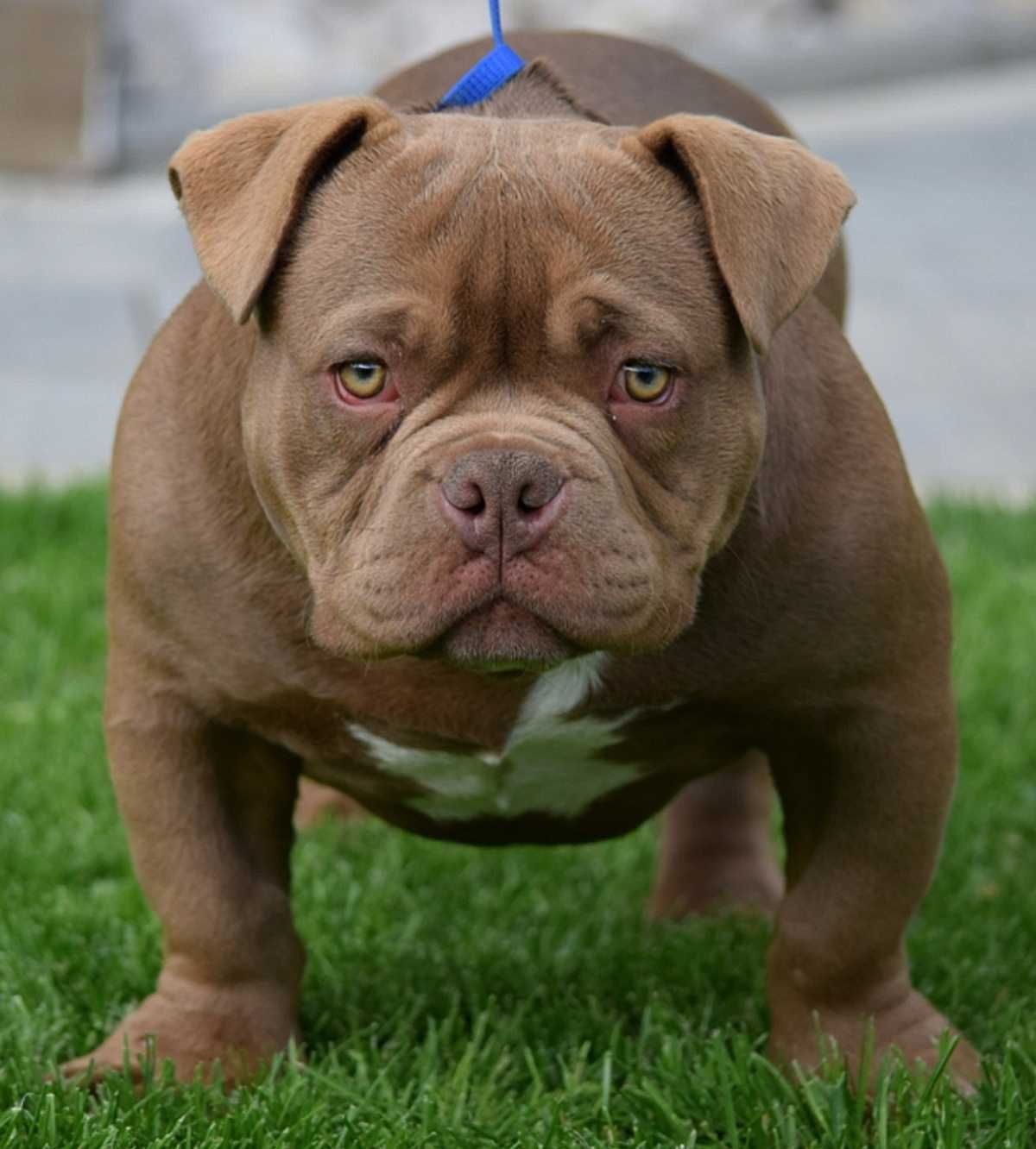 American Bully pedigree Abkc