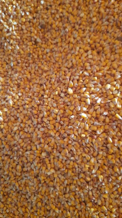 Recoltă 2025: orz, grâu și porumb