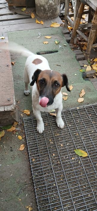 Jack Russel Terrier gratis