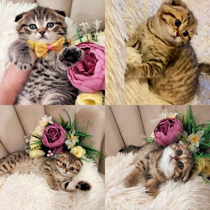 Шотландские вислоушки золото!