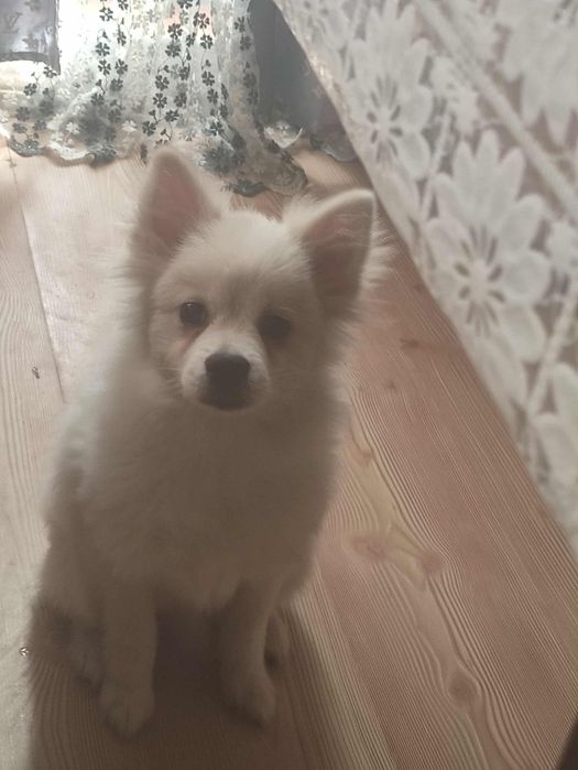 Куче померан шпиц