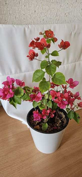 Бугенвиллия Красная и денежняя дерево