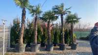 Palmieri rezistenți la îngheț
