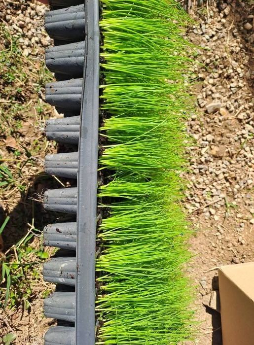 Разсад салата магданоз копър лук айсберг цвекло и др.