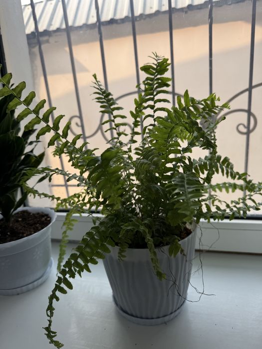 Продаються комнатные цветы