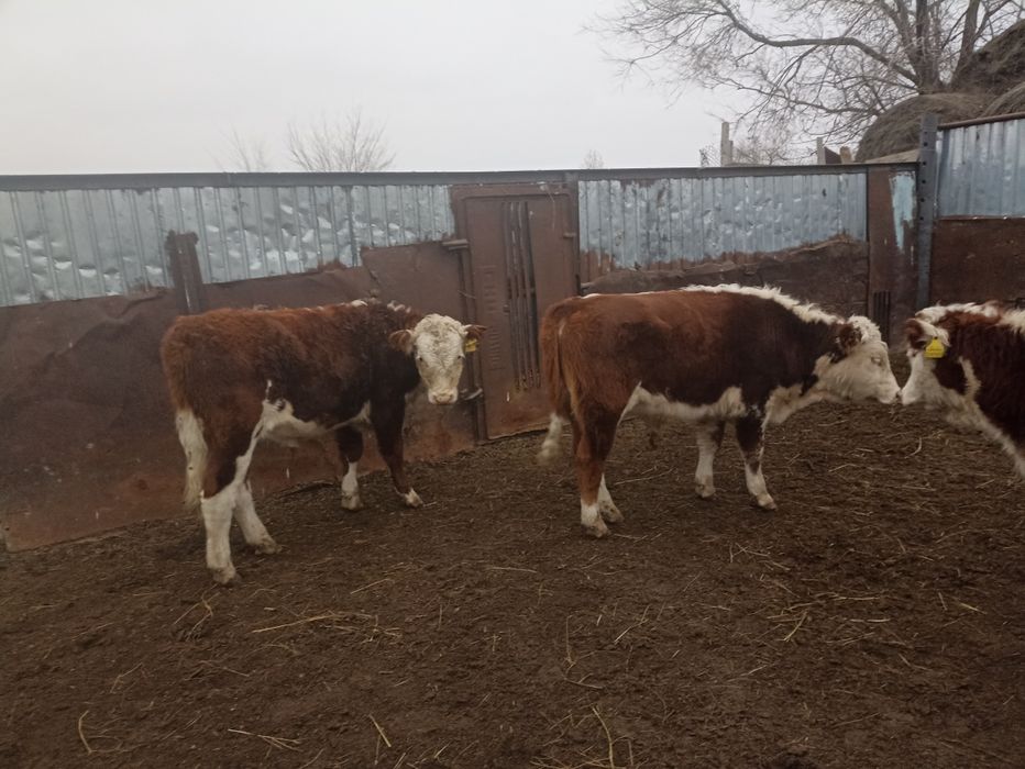 Подсос баспақтар