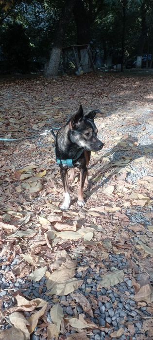 Отдам даром щенка