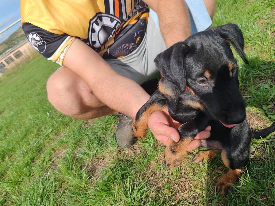 Disponibil spre o casa noua catel  4 luni jakd terrier