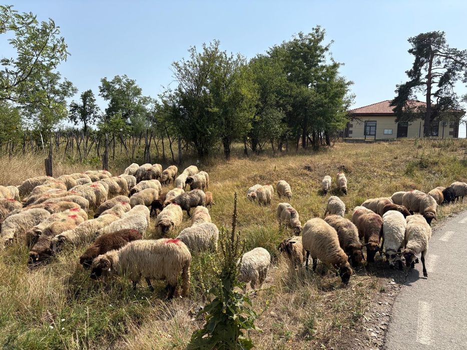 De vânzare oi tinere bune de lapte și de ținut carabase și turcane