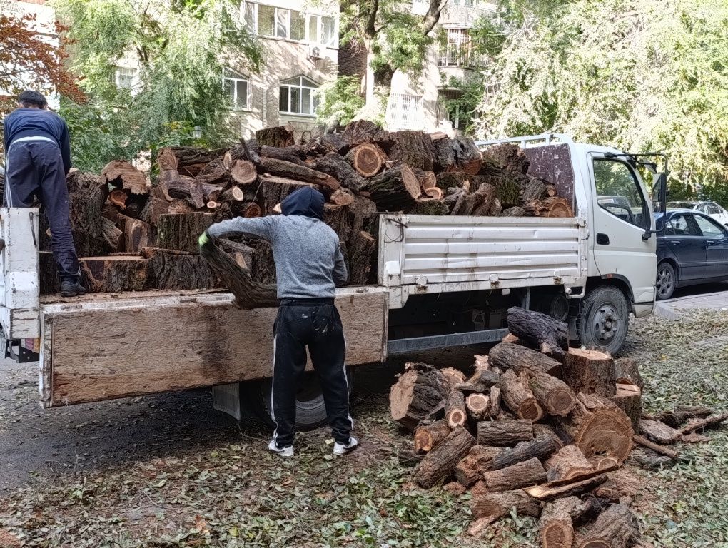 Дрова карагач с доставкой