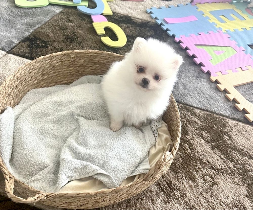 Pomeranian baietel