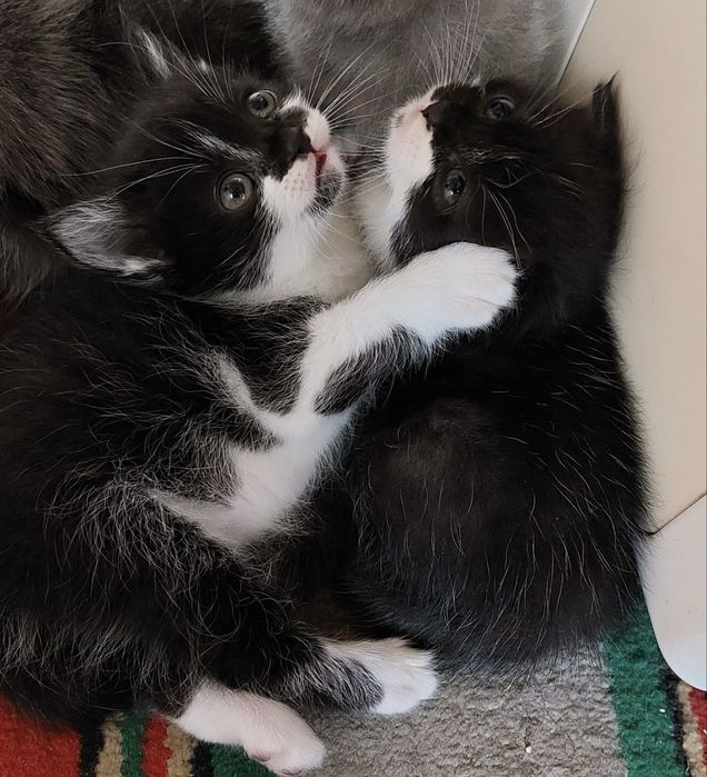 Продаютьсч котята