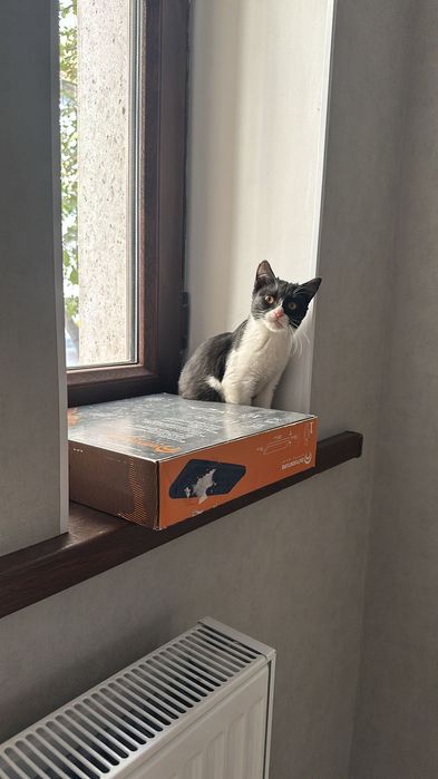 Котята, 4 месяца