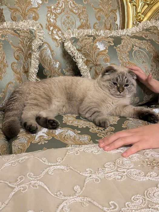 Продается кот полтора года скоттиш фолд