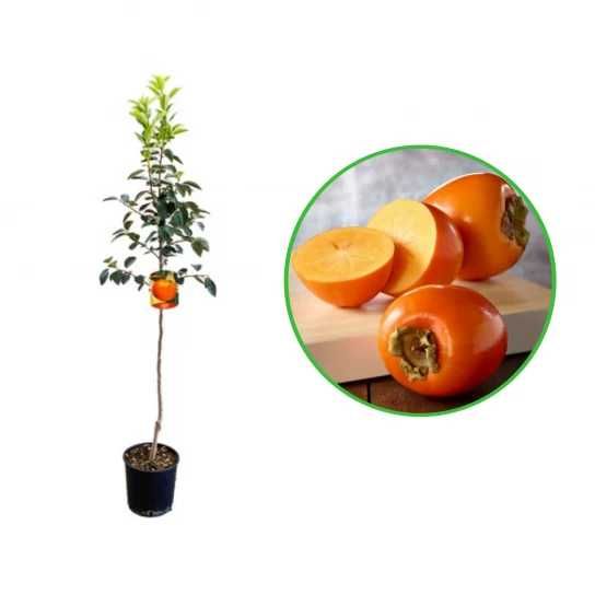 Vand kaki la ghiveci