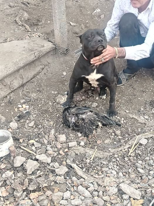 Itlar sotiladi pitbul