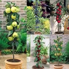 Pomi fructiferi superb