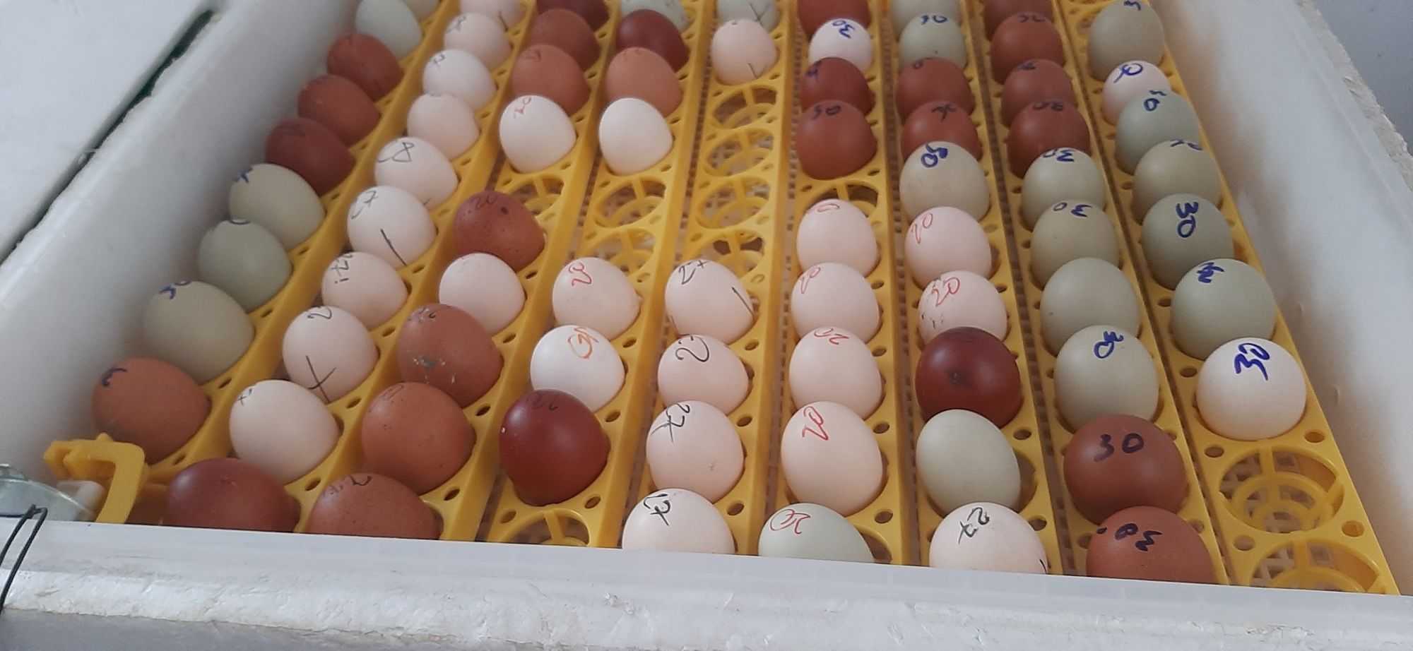 Familie găini  MARANS