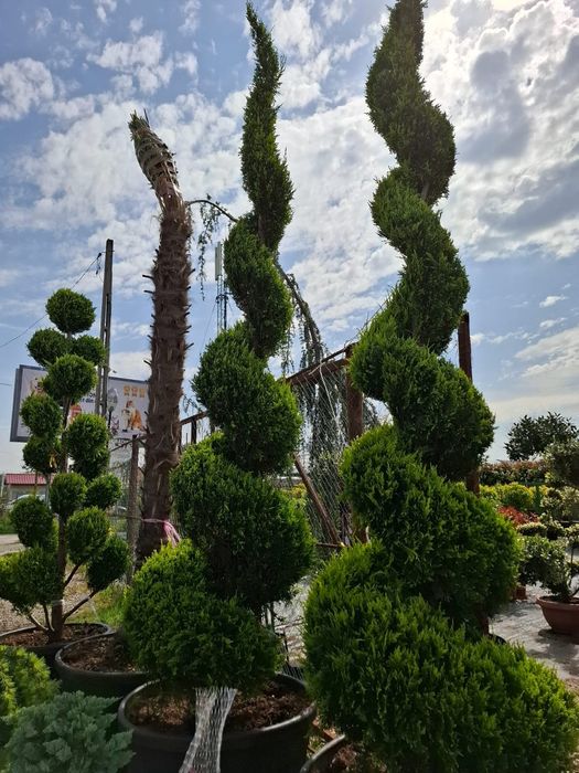 Vând plante ornamentale la preț redus