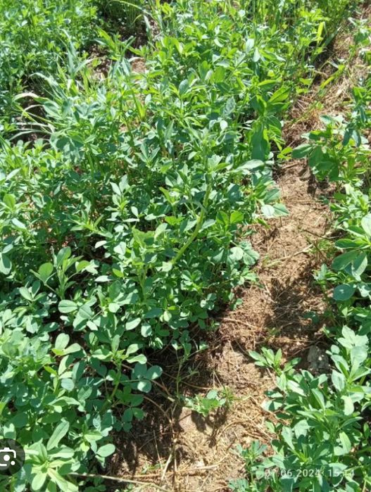 Беда ерлар қўй боқишга сотилади