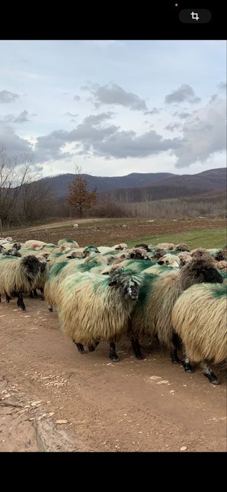 Oi țurcane de vânzare