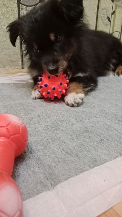 Маленький ребёнок ищет семью.Прошла первичный осмотр.