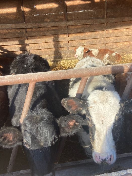 Vand vitele tinute pe boxa cu media 200 +