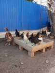 Продам квочку с цыплятами