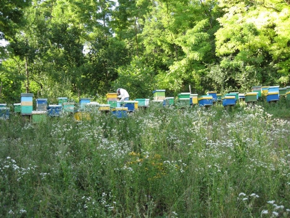 Miere de albine %100 naturala