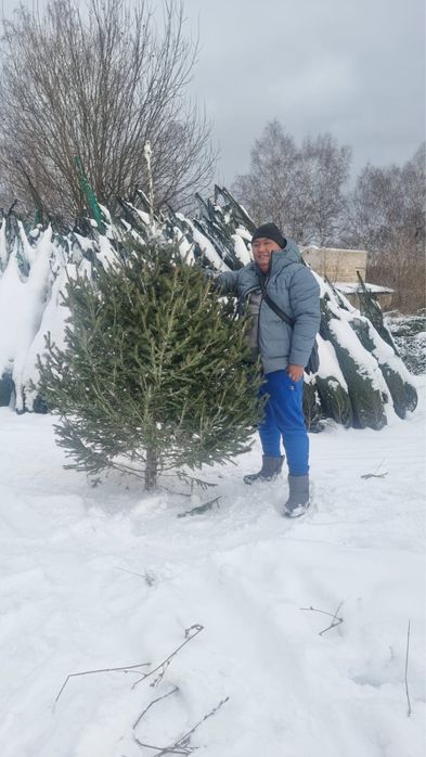 Елки, соны, ели новоголние