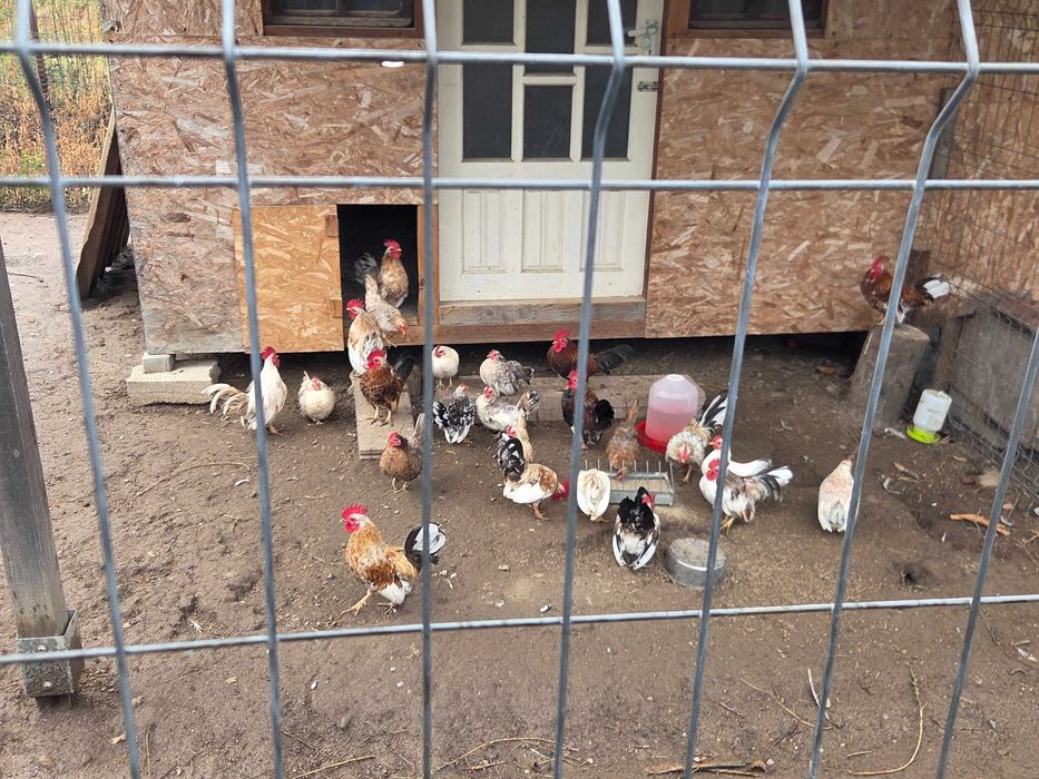 Vand gaini pitice si porumbei.